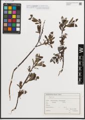 Foto von Salix L.
